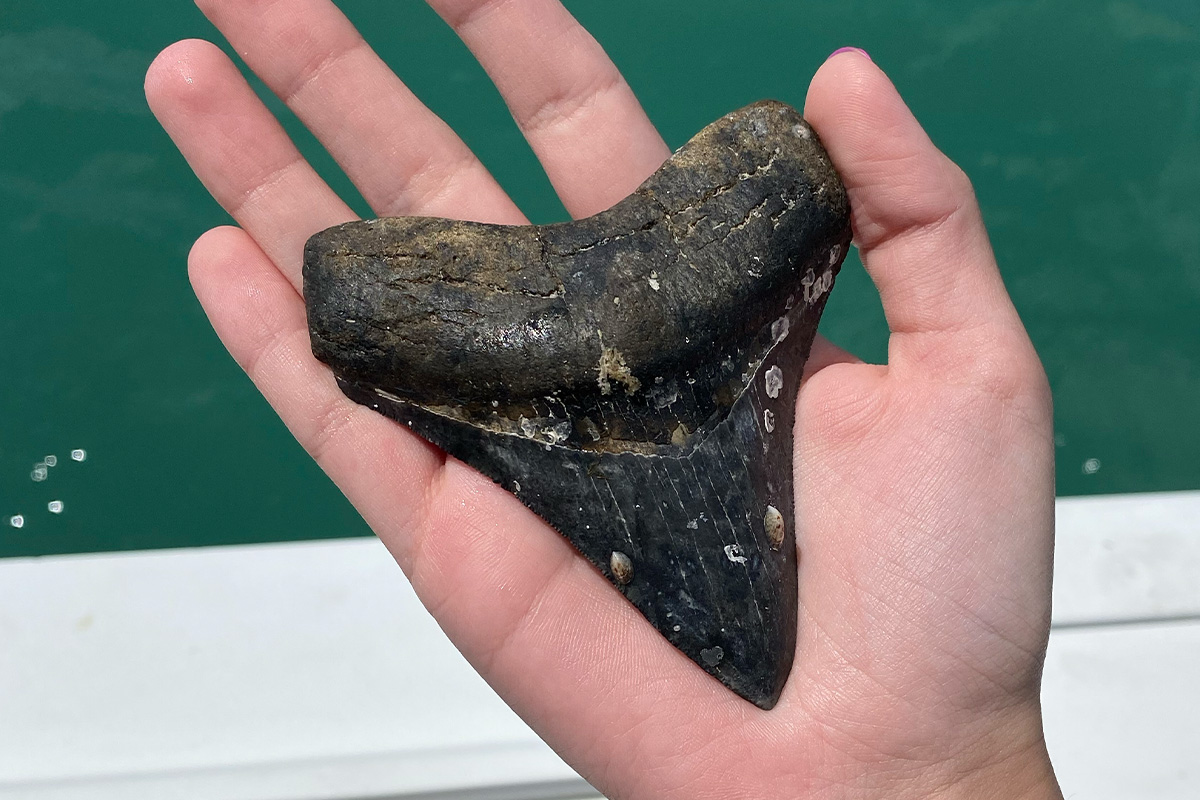 10 Qualities That Impact Fossil Shark Tooth Value - barnacles