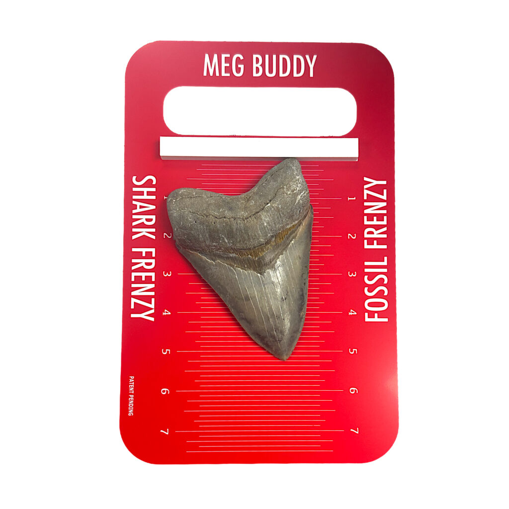 Meg Buddy - Image 2