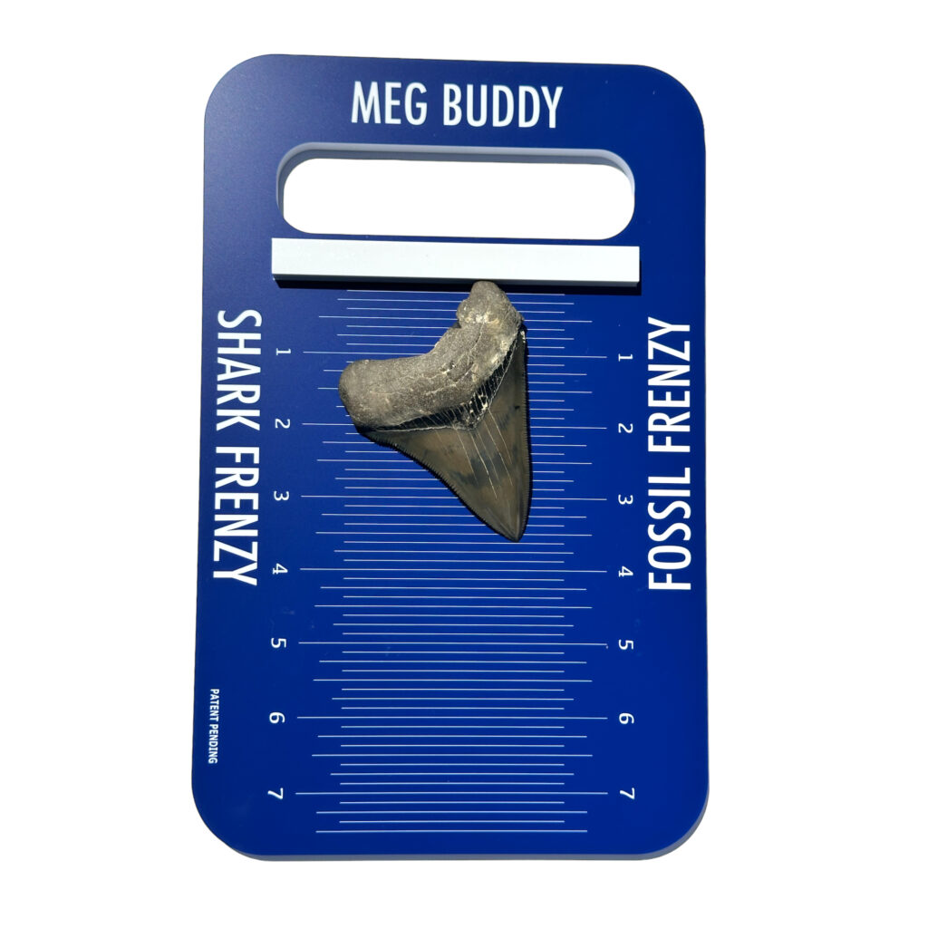 Meg Buddy - Image 4